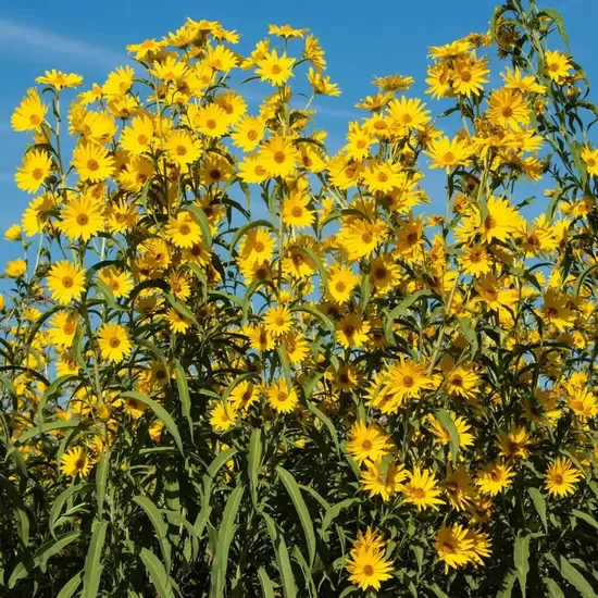 Maksimiliāna saulespuķe (Helianthus maximiliani) 10 sēklas